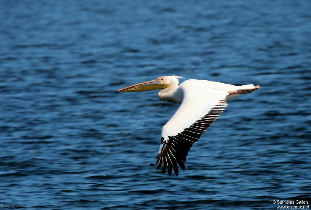 Great White Pelicanadult, Flight