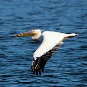 Great White Pelican