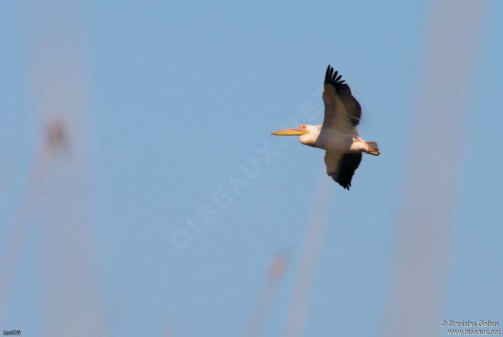 Great White Pelicanadult, Flight