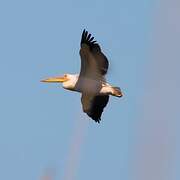 Great White Pelican