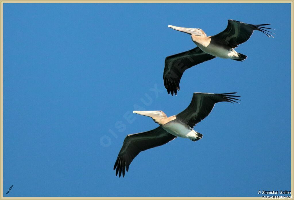 Brown Pelicanadult