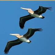 Brown Pelican