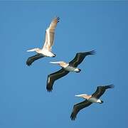 Brown Pelican