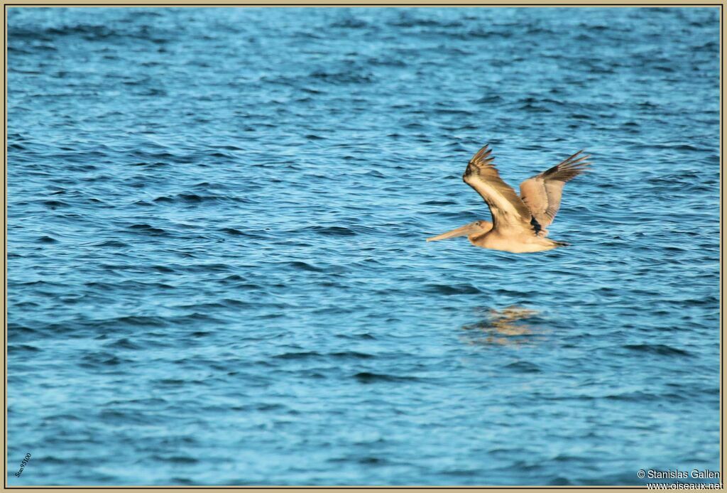 Brown Pelicanadult