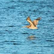 Brown Pelican