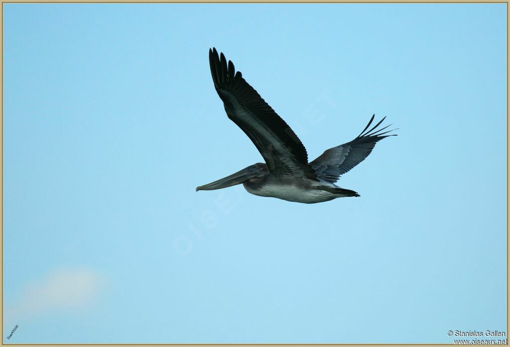 Brown Pelican