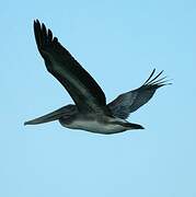 Brown Pelican