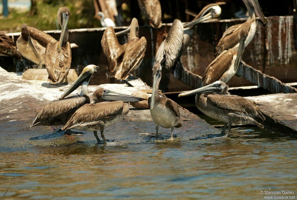 Brown Pelicanadult