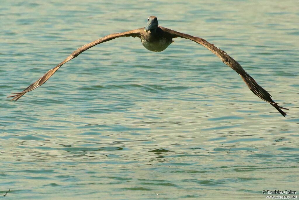 Brown Pelicanadult