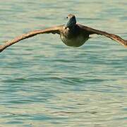 Brown Pelican