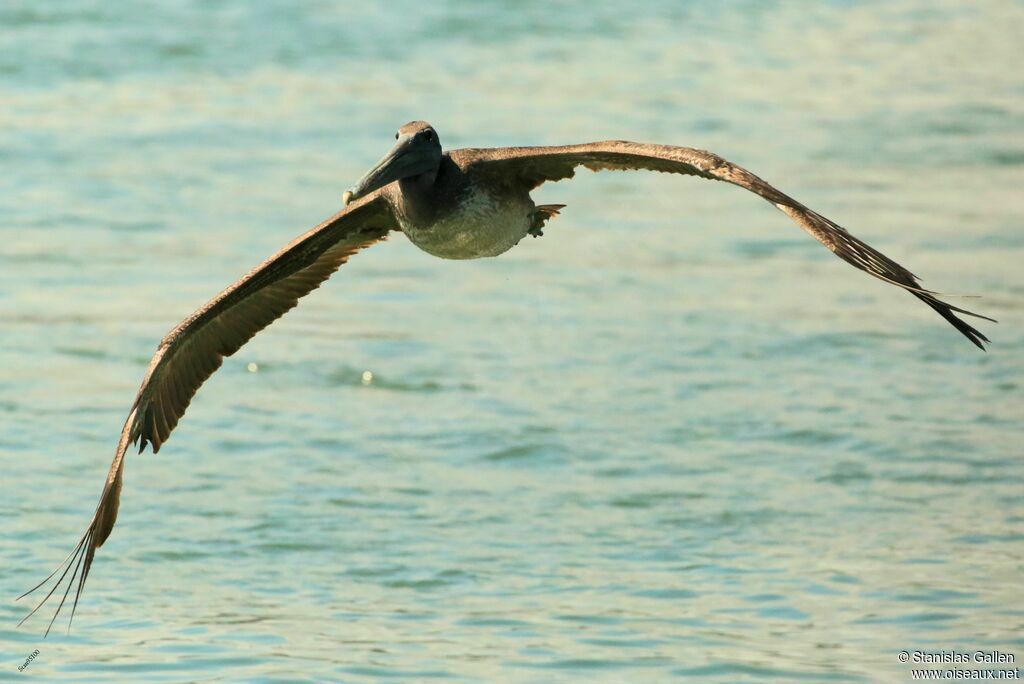 Brown Pelicanadult