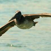 Brown Pelican