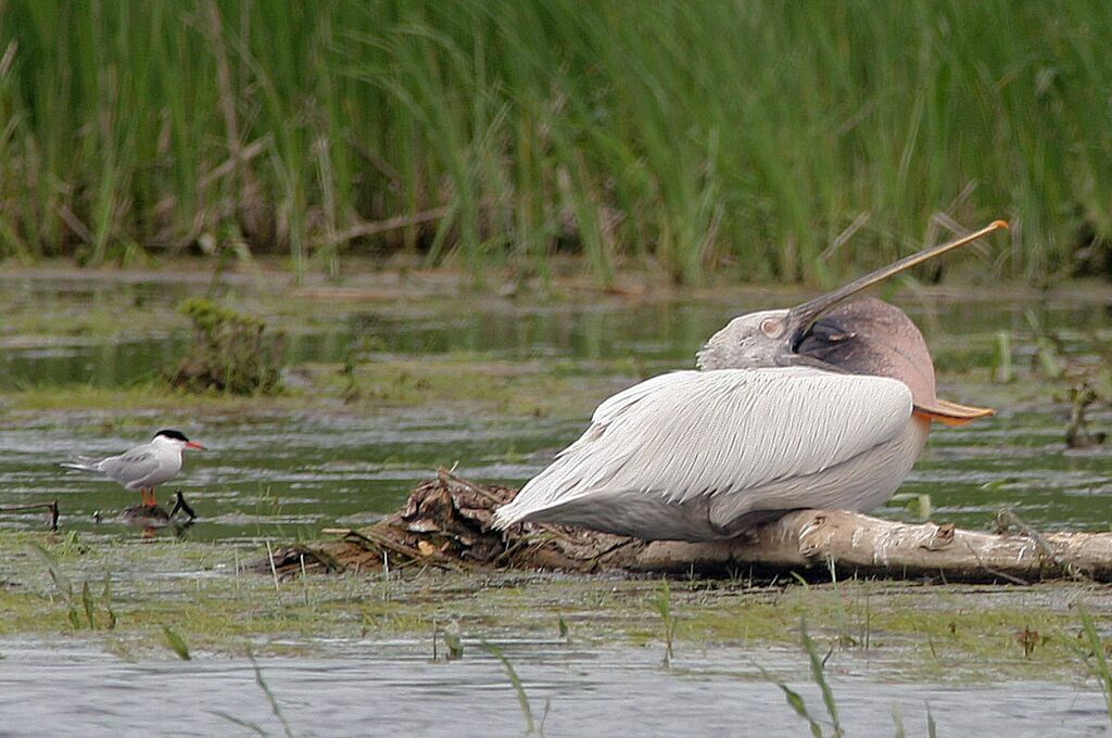 Dalmatian Pelicanadult breeding