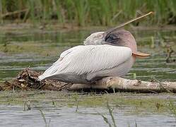 Dalmatian Pelican