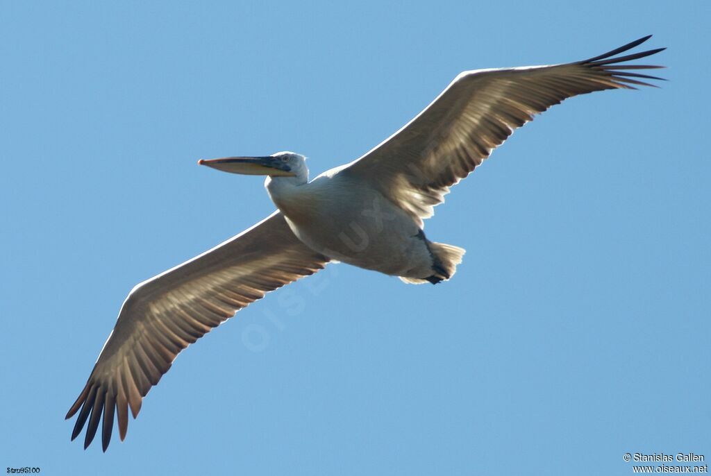 Dalmatian Pelicanadult breeding