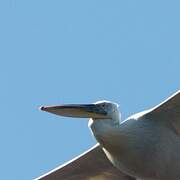 Dalmatian Pelican