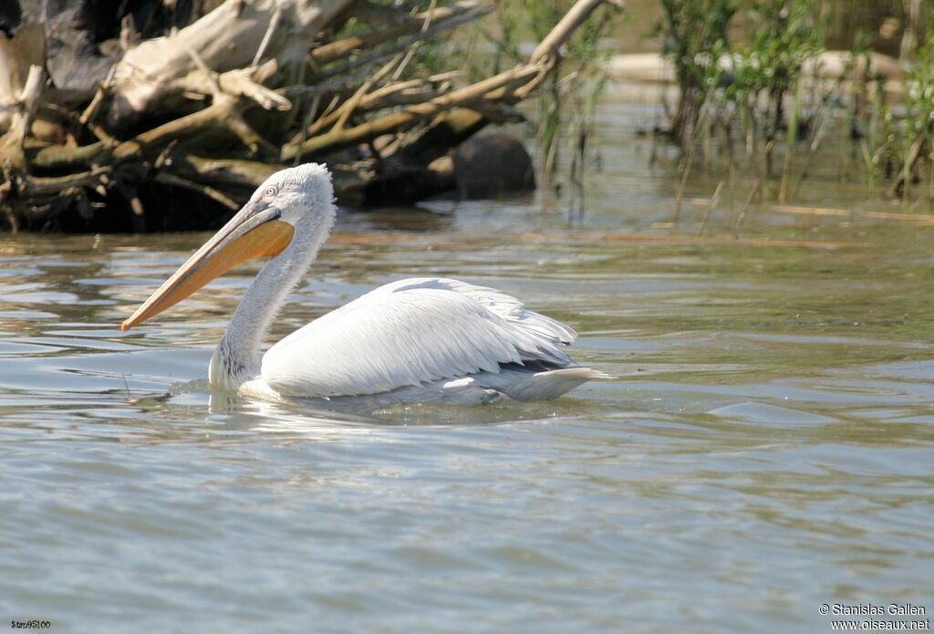 Dalmatian Pelicanadult breeding