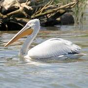 Dalmatian Pelican