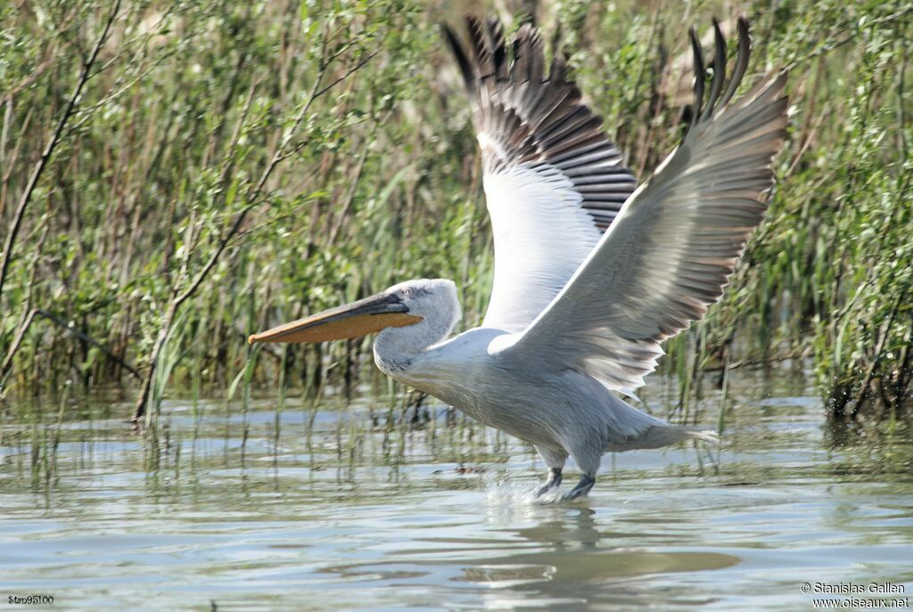 Dalmatian Pelicanadult breeding