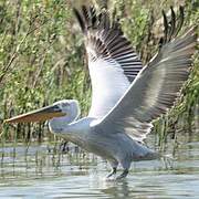 Dalmatian Pelican