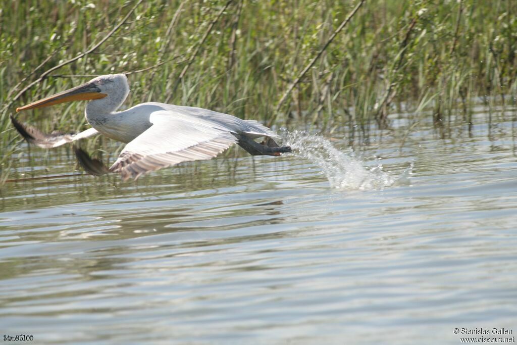 Dalmatian Pelicanadult breeding