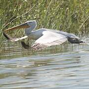 Dalmatian Pelican