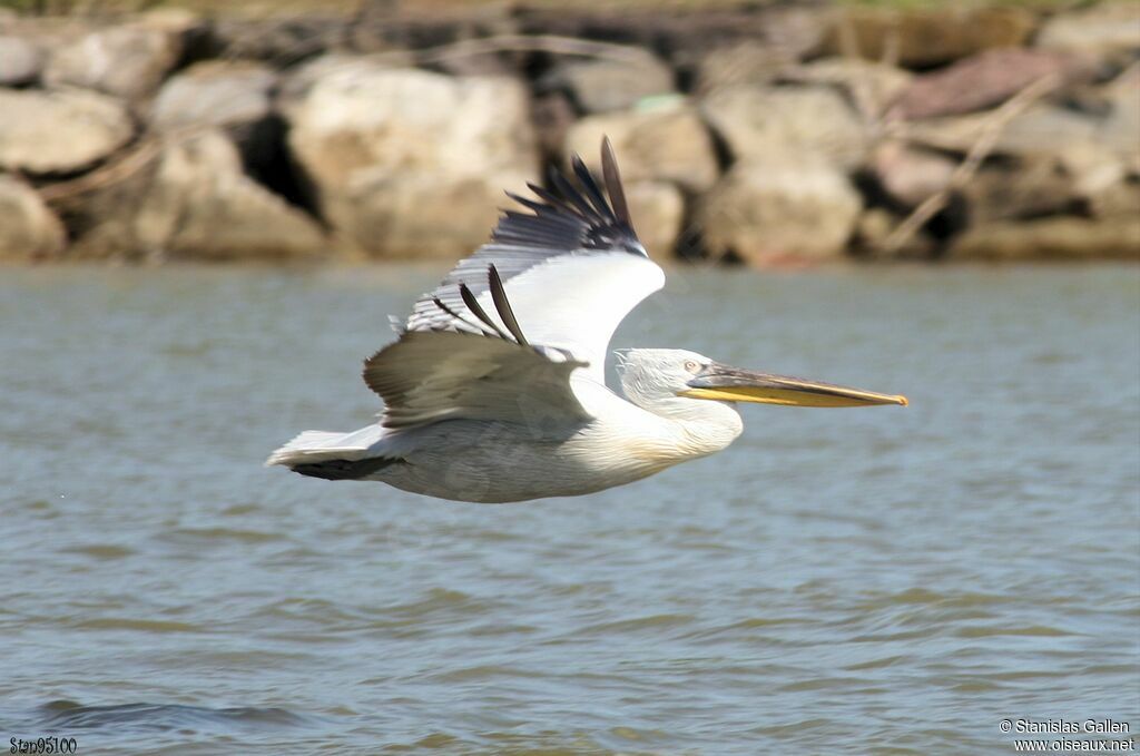 Dalmatian Pelicanadult breeding