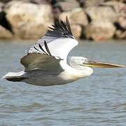 Dalmatian Pelican