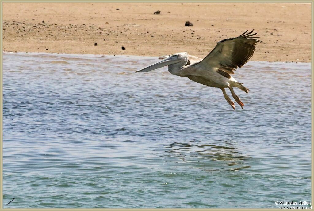 Pink-backed Pelicanadult, Flight