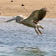 Pink-backed Pelican