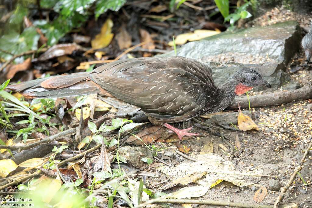 Band-tailed Guanadult, eats