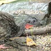 Band-tailed Guan