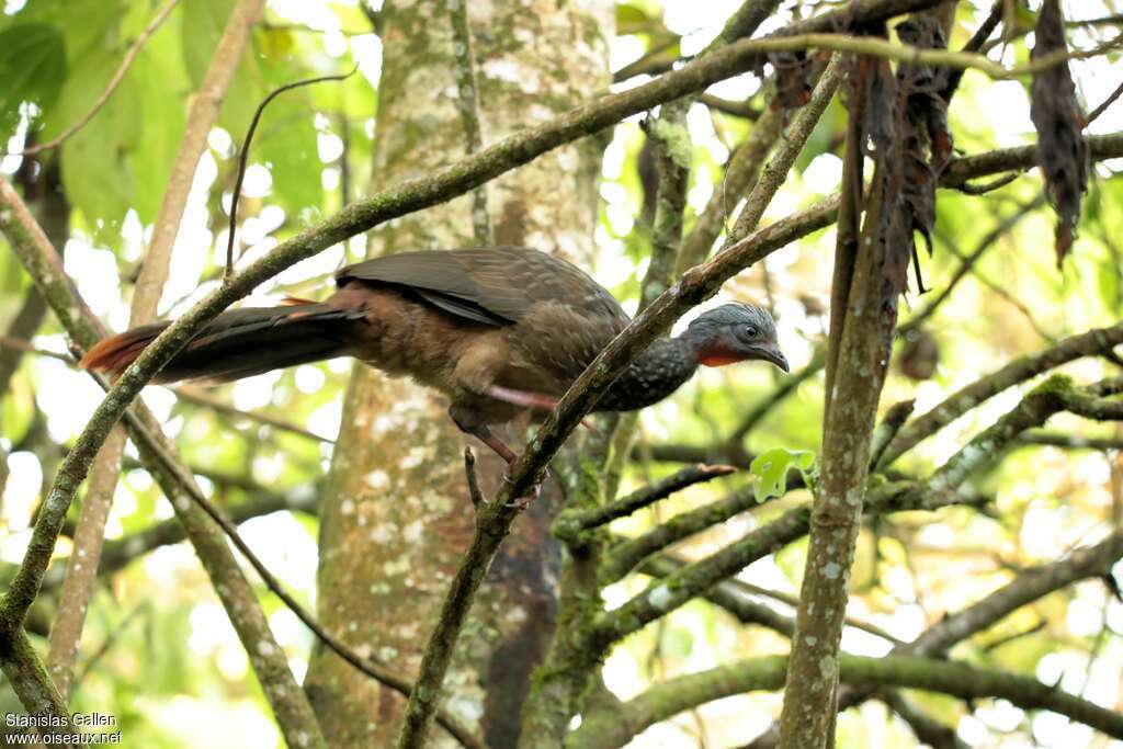 Band-tailed Guanadult, habitat, Behaviour