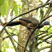 Band-tailed Guan