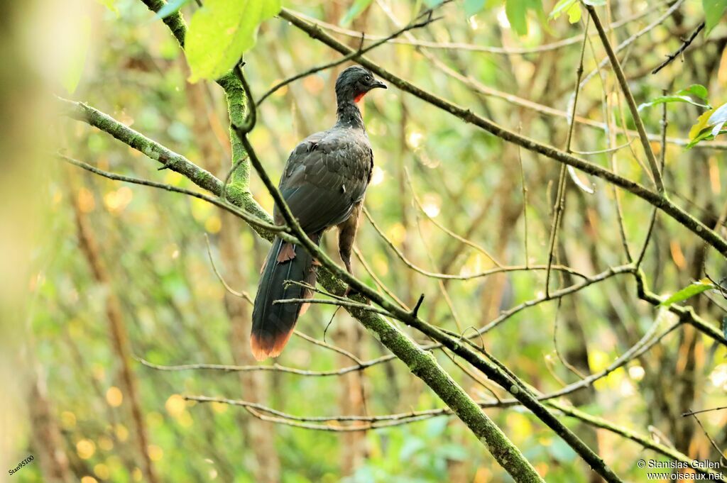 Band-tailed Guanadult