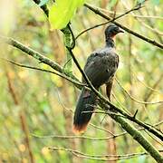 Band-tailed Guan