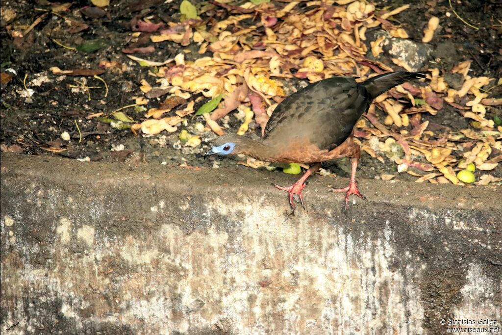 Sickle-winged Guanadult