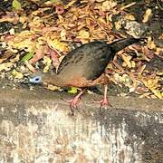 Sickle-winged Guan