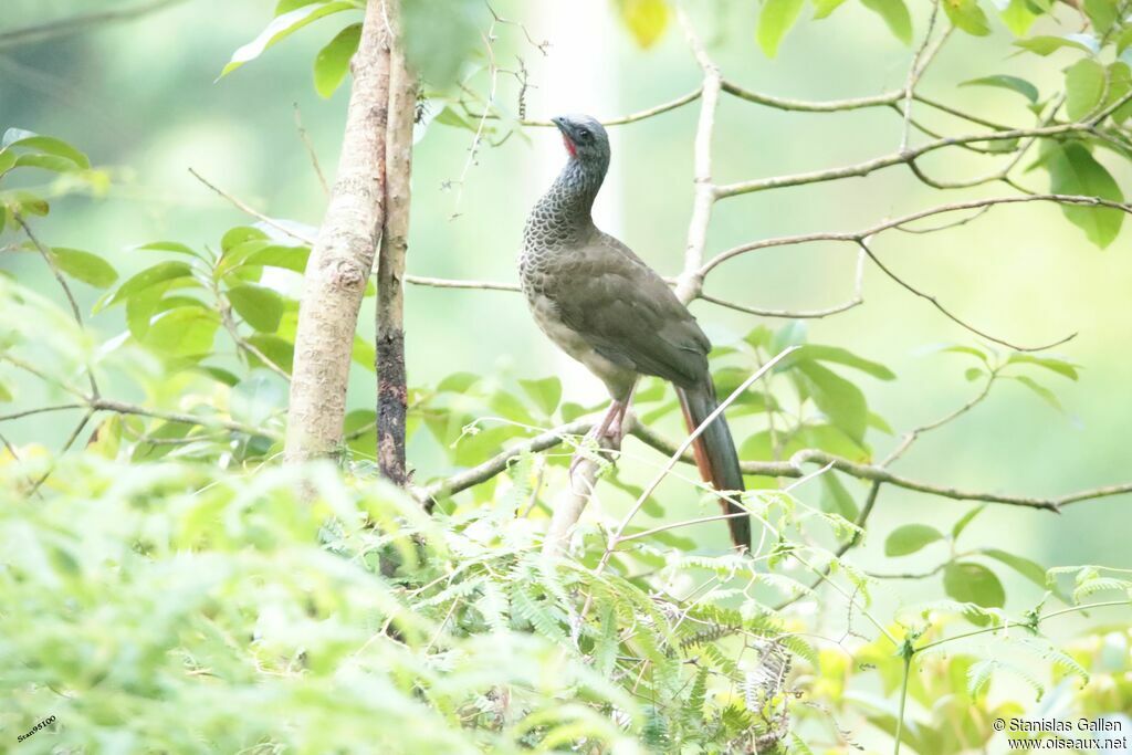 Andean Guanadult