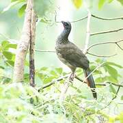 Andean Guan