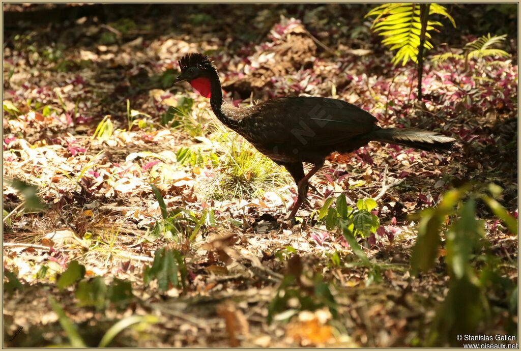 Crested Guanadult, walking