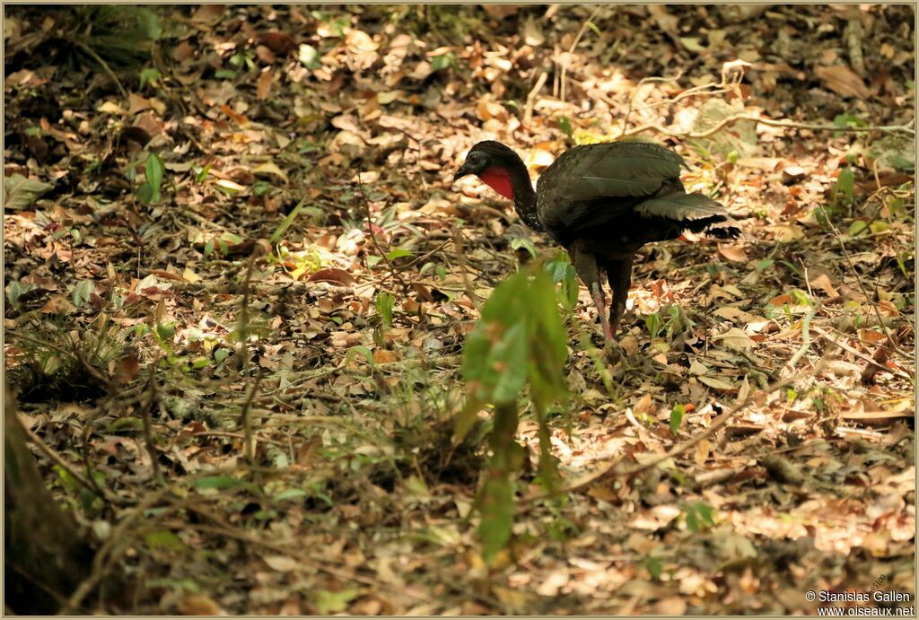 Crested Guanadult, walking