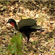 Crested Guan