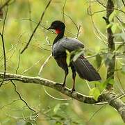 Crested Guan