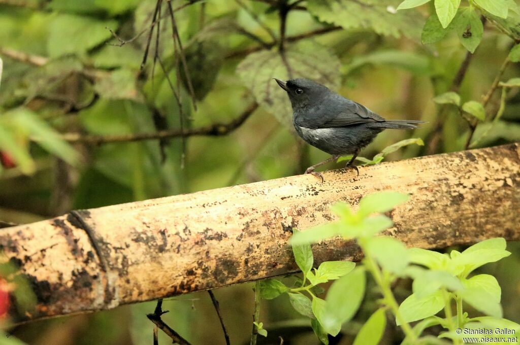 White-sided Flowerpierceradult