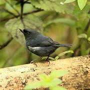 White-sided Flowerpiercer