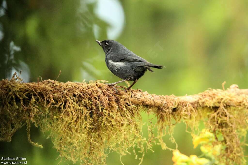 White-sided Flowerpiercer male adult, habitat, pigmentation