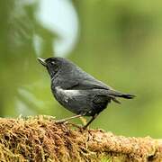 White-sided Flowerpiercer