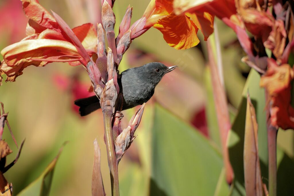 Slaty Flowerpiercer male adult breeding, close-up portrait