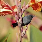 Slaty Flowerpiercer